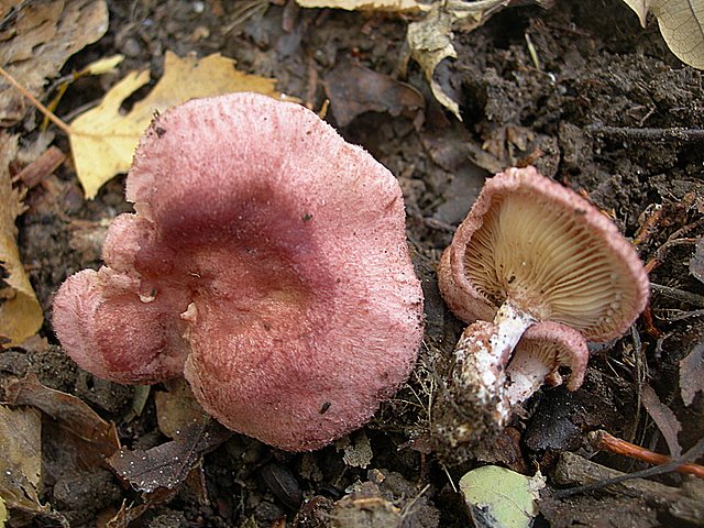 Lactarius spinosulus    Qul. & Le Bret.